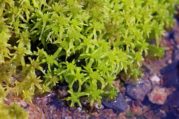 Macro view of Green Sphagnum Moss by Water - obrazy, fototapety, plakaty