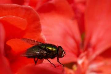 mucha © Edyta Żołędzka