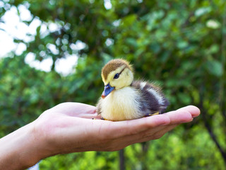 little duckling in a man's hand