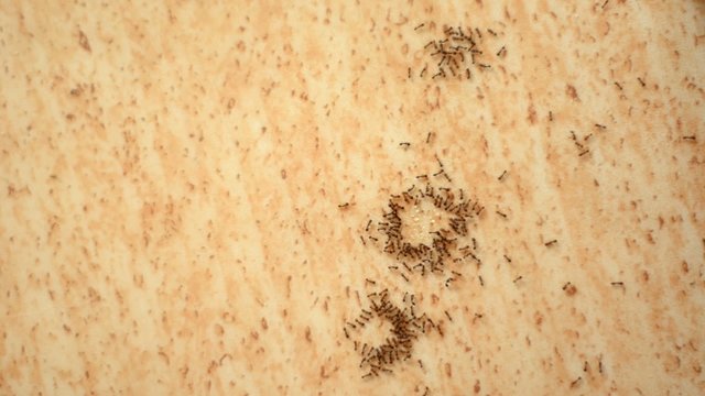 fourmis a la cuisine