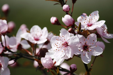 Pink cherry flowers