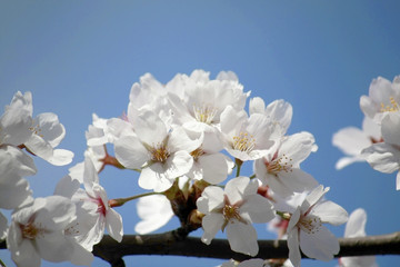 Apple blossom