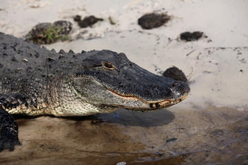 Resting Aligator