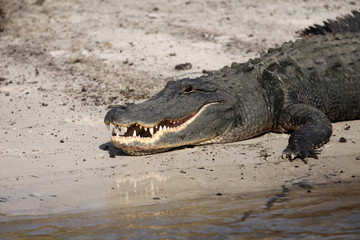 Resting Aligator