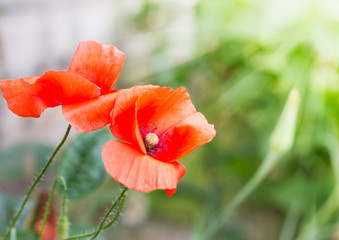 Beautiful flowers outdoor