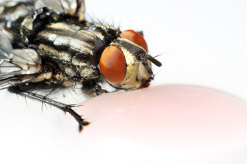 Common house fly (Musca Domestica) macro isolated with drink