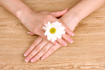 Obraz na płótnie Canvas women's hands and chamomile flower on wooden background