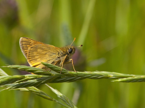 Small Skipper Butterfly