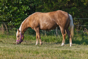 Naklejka na ściany i meble Quarter Horse Palomino w pastwiska