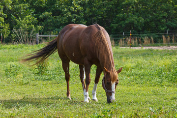 Obraz premium Paint horse in pasture