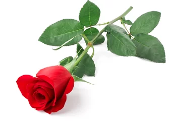 Photo sur Plexiglas Roses branch of red rose