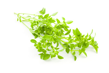 Fres Basil / spice herb on white background