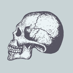 Human Skull