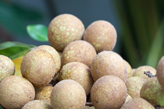 longan