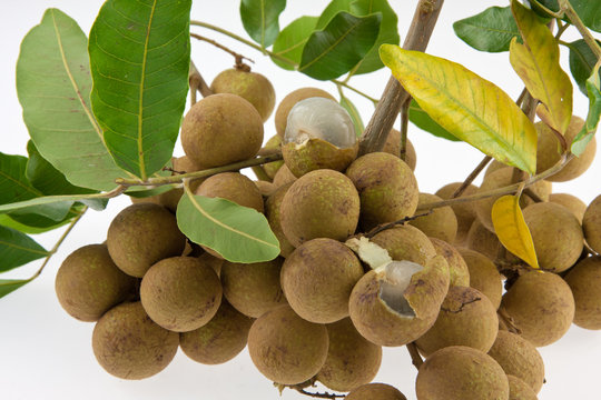 longan, longani
