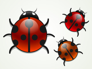 Fototapeta premium set of vector multicolored ladybugs