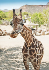giraffe