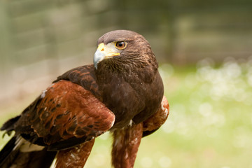 Close up profile of a brown falcon