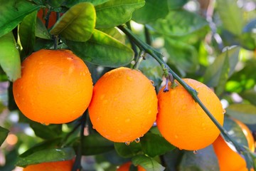branch orange tree fruits green leaves in Spain