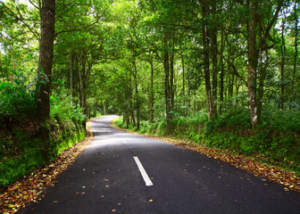 Asphalt road in a green forest on a sunny day