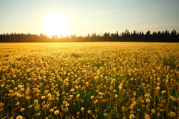 Obraz premium Meadow with blooming dandelions on sunset sky background