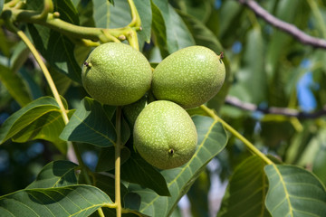 Fototapeta premium Walnuts on a tree