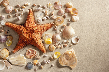 Fototapeta na wymiar beach white sand starfish many clam shells summer