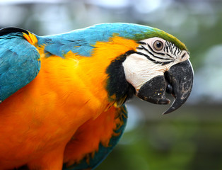 Macaw