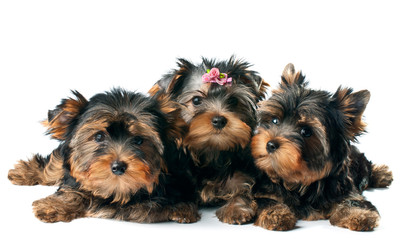 Puppies of yorkshire terrier