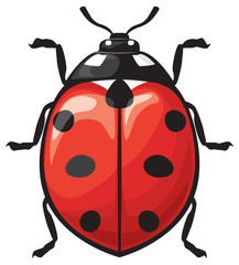 Vector illustration of a ladybug