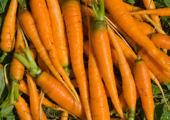 Carrot 3