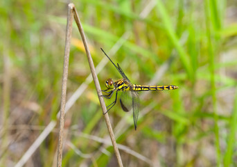 Dragonfly 30