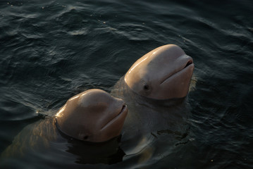 Dolphin