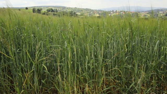 Zborze Bilder Durchsuchen 923 Archivfotos, und Videos