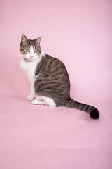 tabby cat sitting