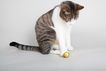 tabby cat playing with christmas ball