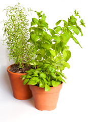 Herbs in Pots