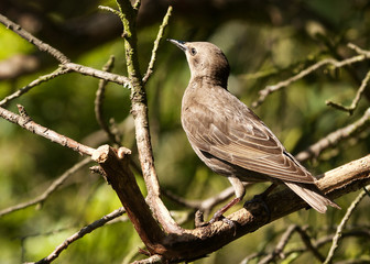 young blackbird in a tree
