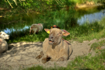 HDR de mouton prés-salé