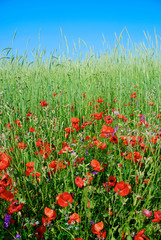 summer meadow with poppy flowers