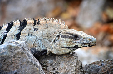 Close up view of an iguana in Mexico
