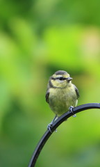 juvenile blue tit (Cyanistes caerulus)