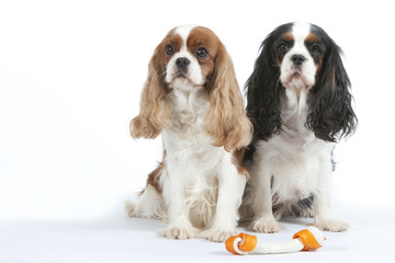 deux cavaliers king Charles assis sur fond blanc