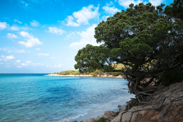 Sardinia, Italy: Costa Smeralda, wild juniper on Pevero beach