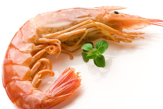 shrimps