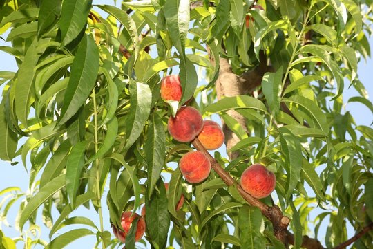 peach tree
