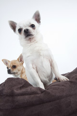 chihuahua fier et arrogant