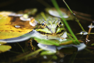 Frosch
