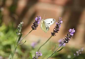 Kohlweißling an Lavendel