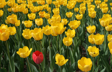 Tulips in a spring garden